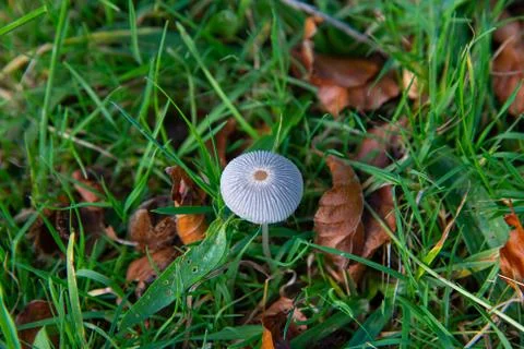 A tiny ribbed mushroom growing in a meadow in autumn Foto stock