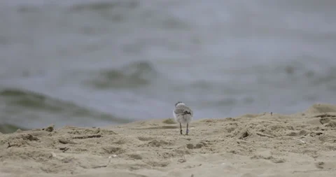 A tiny ringed plover feeds above the water, 4K slomo Stock Footage 258150597