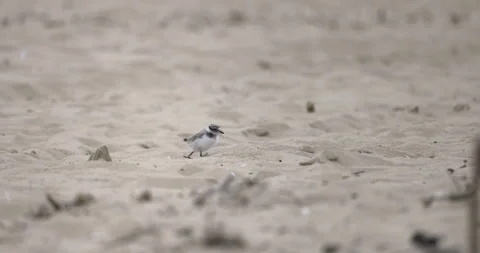 A tiny ringed plover on the run, 4K slomo Stock Footage 258157511