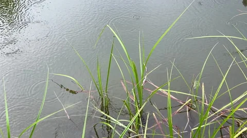 Tiny ripples form from light rain droplets at the edge of a farm's small pond Video stock 144764833