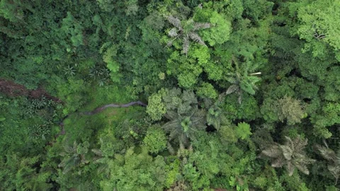 Tiny river at bottom of forested ravine, top-down shot, camera move lower Stock Footage 200804612