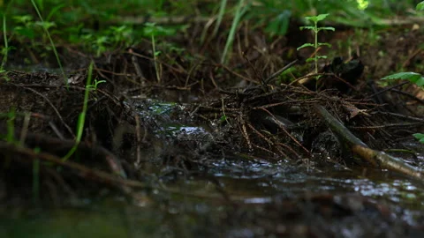 Tiny River flows in Woods Stock Footage 167345580