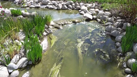 Tiny river Stock Footage 274757231