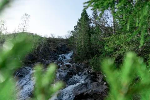 Tiny river in green forest Stock Photos