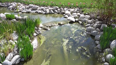 Tiny river with moss Stock Footage 274757228