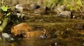Tiny rivulet streaming down over stones, water cleanness and untouched nature HD Footage