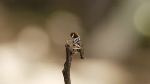 Tiny Robber Fly Closeup Stock Footage 158239766