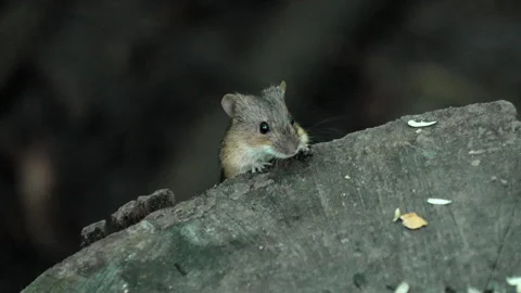 Tiny rodent peeks over mossy rock in forest Stock Footage 345974477