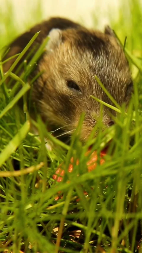 Tiny rodent shifting position while foraging among fresh grass Stock Footage 324097776