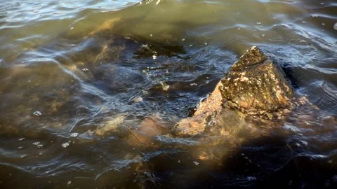 Tiny rolling waves on pointy rock new england harbor Stock Footage 100607385
