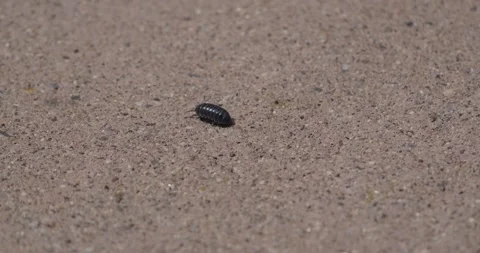 Tiny Roly Poly Crawling On Textured Ground Video stock 333790976