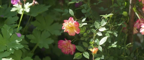 Tiny Rosa plant in orange color close-up 5.7K scope video Stock Footage 311267688