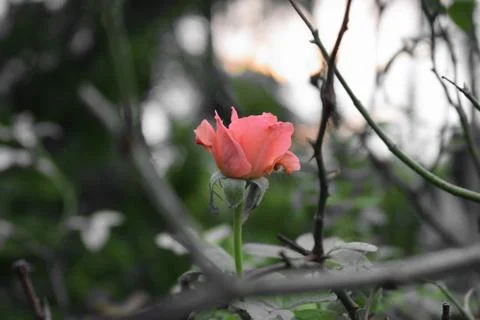 Tiny rose flower bud recently bloomed in front of natural background in a gar Stock Photos