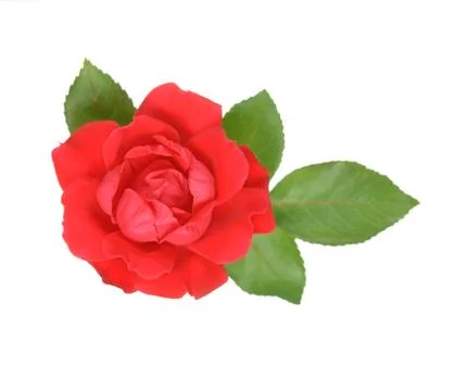 Tiny rose Stock Photos