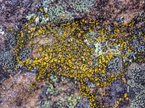 Tiny round dots of yellow lichen on a rock illuminated by the light of the su Stock Photos