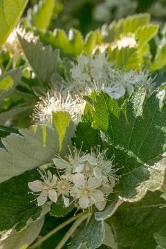 Tiny Rowan Buds Fotos de archivo
