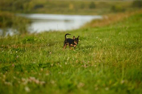 Tiny Russian Toy Terrier dog exploring lake riverbank nature park at sunset for Fotos de archivo