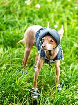 A tiny russian toy terrier is dressed in full jeans costume for summer walk i Stock Photos