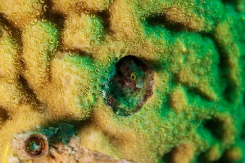 Tiny Saddled Blenny hiding in a hole in the coral Stock Photos