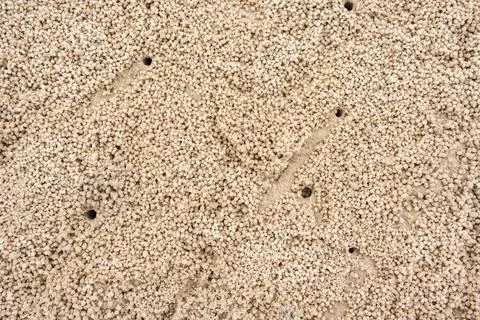 Tiny sand balls created by crabs scattered on tropical beach at low tide Stock Photos
