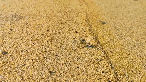 Tiny sand beach crab crabs run dig around on beach. Stock Footage 220877444