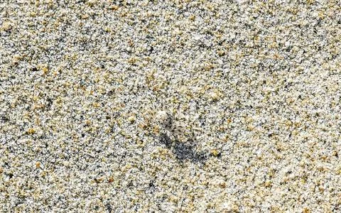 Tiny sand beach crab crabs run dig around on beach. 스톡 사진