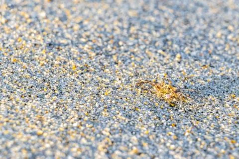 Tiny sand beach crab crabs run dig around on beach. Stock Photos