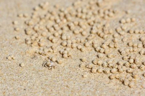 Tiny Sand Bubbler Crab Creating Sand Balls on a Tropical Beach in Thailand Stockfoto's