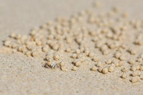 Tiny Sand Bubbler Crab Creating Sand Balls on a Tropical Beach in Thailand Stockfoto's
