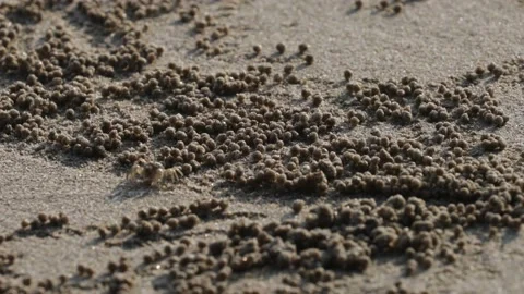 Tiny sand crab on the beach Stock Footage 236535332