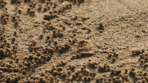Tiny sand crab on the beach Stock Footage 236535333