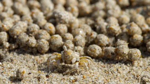Tiny sand crab crafting sand balls on a sunny beach Video stock 274361852