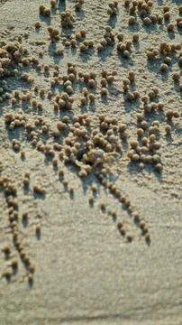 Tiny Sand Pellets on Beach Made by Crabs Stock Photos