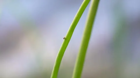 Tiny Sap-Sucking Insect - Aphid Aphidoidea In Shallow Depth Of Field. Stock Footage 246372608