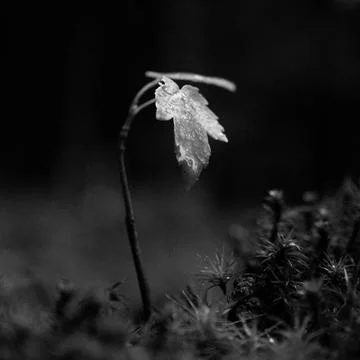 Tiny sapling in b/w Stock Photos