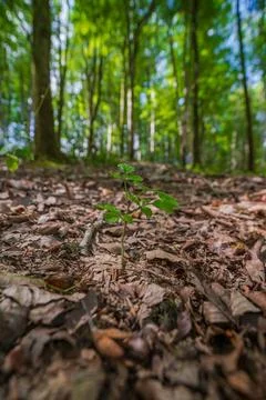 Tiny sapling growing vibrantly in a lush forest full of large trees 스톡 사진