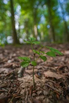 Tiny sapling pushes through forest floor symbolizing new growth vitality Фото