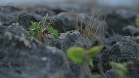 Tiny saplings sprouting from between the rocks Stock Footage 77804715