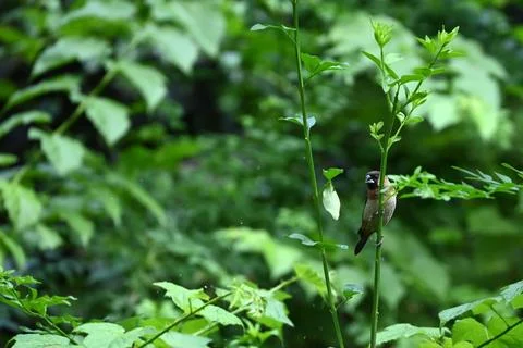 A tiny scaly-breasted munia perches on a slender green stem in a vibrant forest Fotos Stock