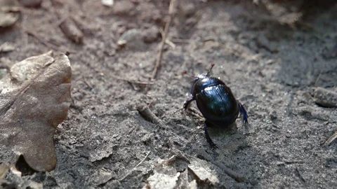 Tiny Scarab Beetle Scrambles over Rough Terrain. FullHD footage Vidéo 71768411