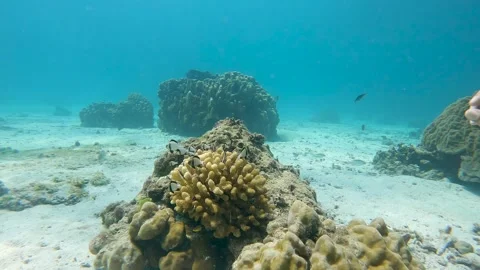 Tiny school of fish living and swimming around a small coral reef at Koh Phi Phi Video stock 306657542
