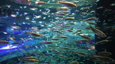 Tiny School Of Fish Swimming In An Aquarium Video stock 303495504