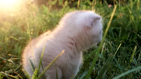 Tiny Scottish fold kitten in grass Video stock 330952857