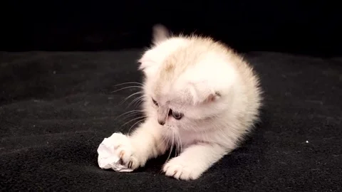 Tiny Scottish Fold kitten playing with paper Stock Footage 330952836