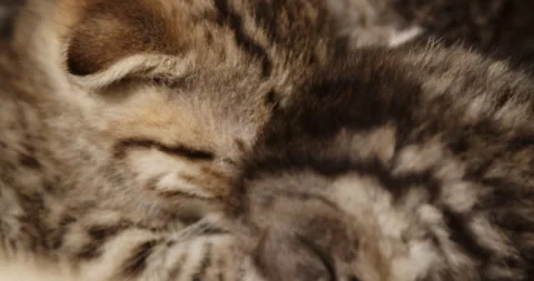 Tiny Scottish Fold kittens curl together forming warm adorable heap Stock Footage 323871129