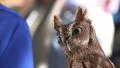 Tiny Screech Owl In Crowd At Festival 01 4k or 4k+ Resolution