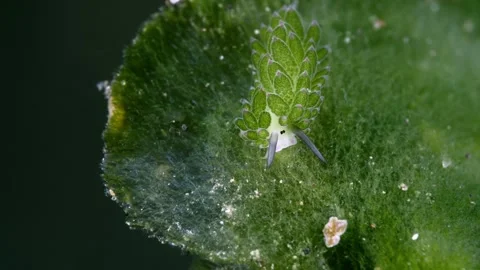 Tiny sea creature Stock Footage 252016651