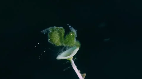 Tiny sea creature Stock Footage 252016684