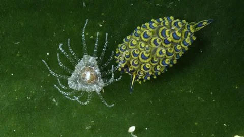 Tiny sea creature Stock Footage 252016703