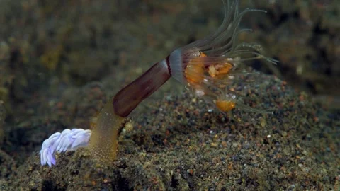 Tiny sea creatures Stock Footage 242493648